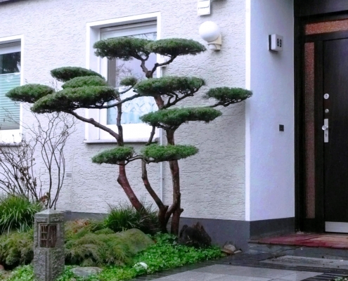 Bonsai im Eingangsbereich