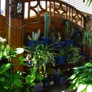 Kakteen und andere Pflanzen vor Sichtschutz und Dekoration in einem Garten.