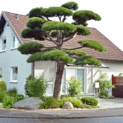 Formschnitt einer großen Kiefer im Bonsai Stil im Vorgarten eines Einfamilienhaus in Bonn.