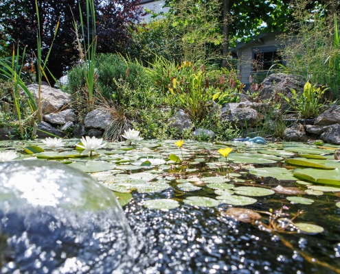 Seerosenmeer im Garten.